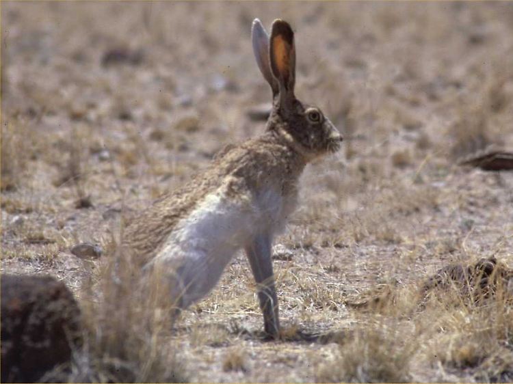 Tier des Anstoßes - der Hase.