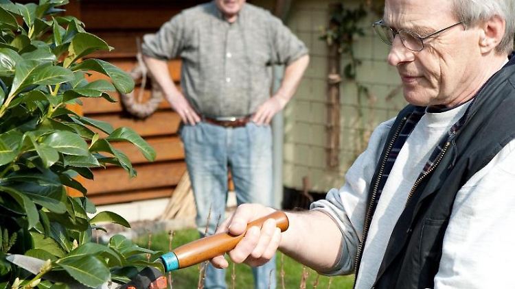 Mit einer Heckenschere an den Rhododendronstrauch des Nachbarn? Zwar dürfen Pflanzen nicht über den Gartenzaun wachsen. Gestutzt werden dürfen sie aber nicht ohne weiteres.