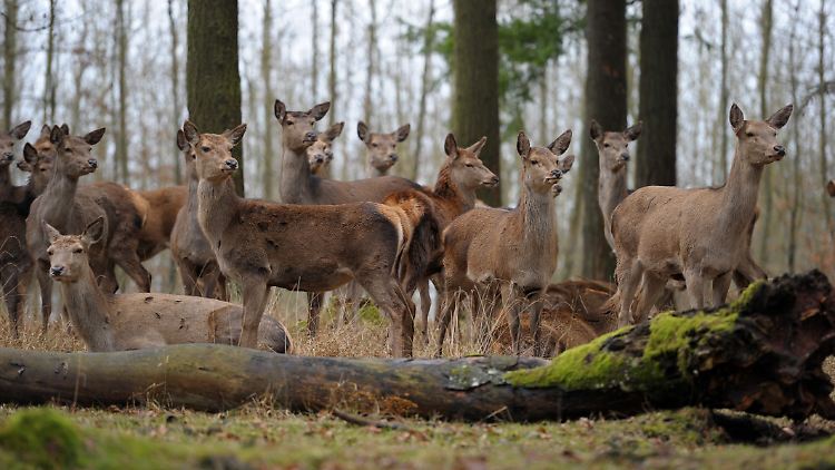 Lauert Gefahr? Die Anleger sind derzeit nervös.