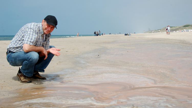 Die Plankton-Masse kommt dem Festland ungewöhnlich nah. 