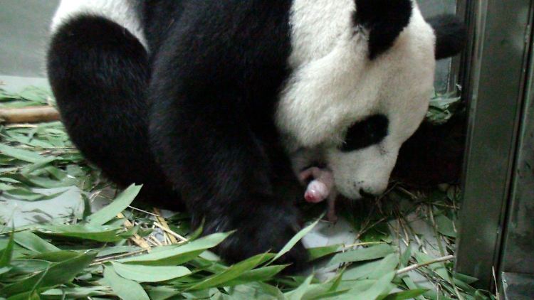 Das Panda-Baby wurde in künstlicher Befruchtung gezeugt.