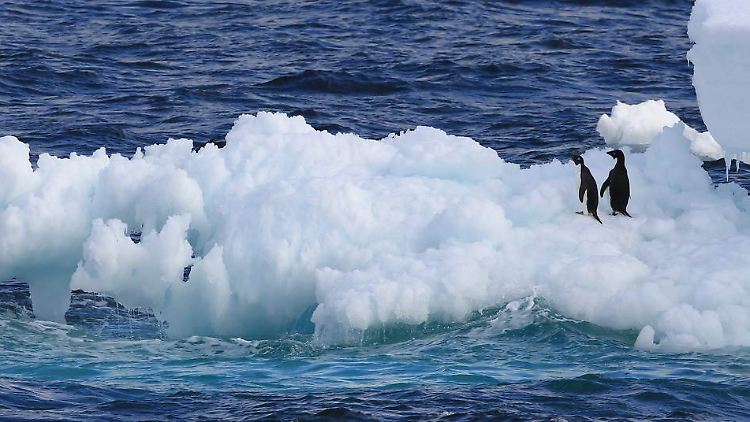 Auch Pinguine ernähren sich von Kleinkrebsen.
