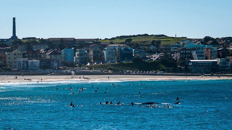 Bondi Beach am 7. Juli: Beim "Spielen" sind die Surfer dem Wal wohl ein bisschen zu nahe gekommen.