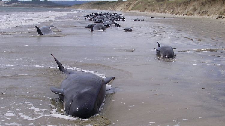 Wale und Delfine sind besonders lärmempfindlich. Sie ändern ihr Verhalten, fliehen aus ihren Gebieten, verlieren die Orientierung und verenden in vielen Fällen am Strand.