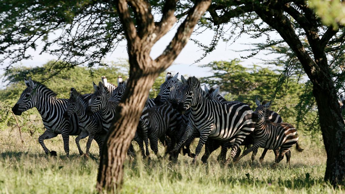Zebras flüchten in der Herde vor Angreifern.