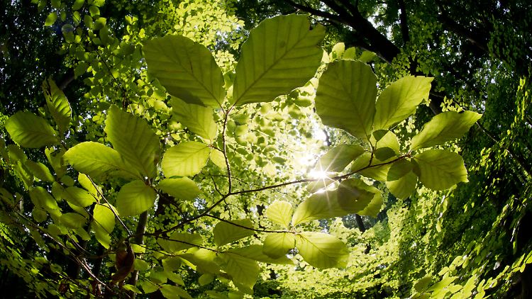 Wälder entziehen der Atmosphäre CO2.