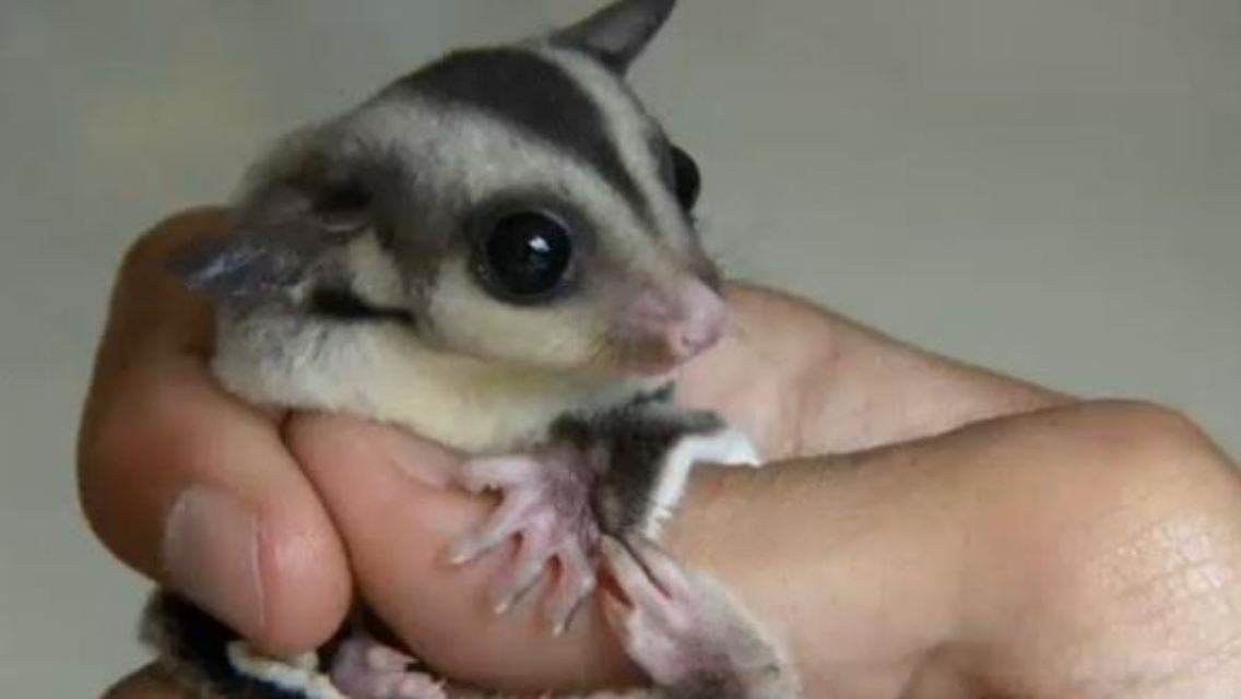 sugar glider.JPG