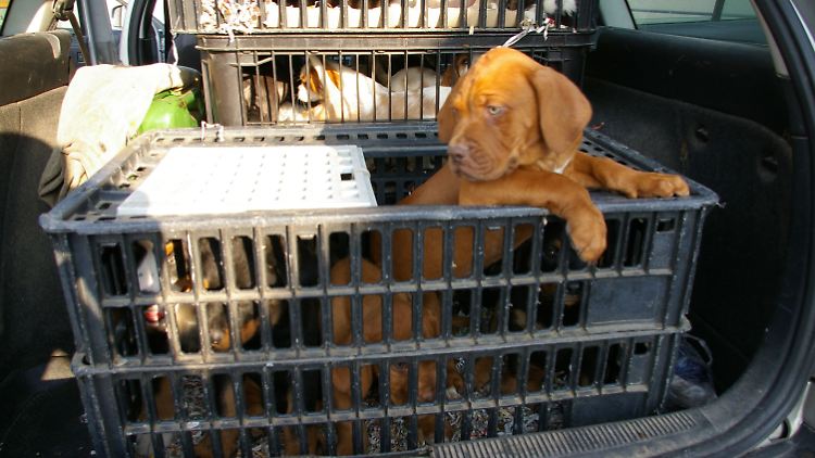 Die Hundebabys sollten nach Belgien gebracht werden.