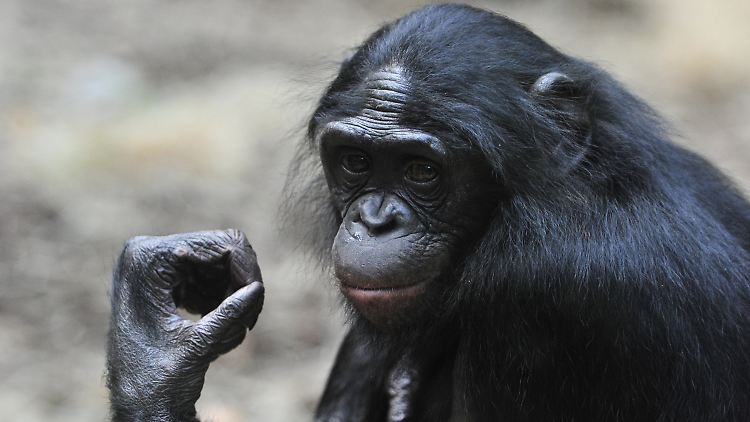 Sexwillige Bonobo-Weibchen gehen in Konflikten mit Männchen häufig als Siegerinnen hervor. Die Männchen verhalten sich dann weniger aggressiv.