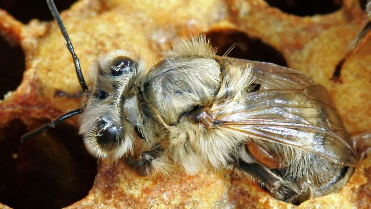 Eine Biene ist an ihrem Hinterleib von einer Varroa-Milbe befallen. Diese gilt als eine der größten Bedrohungen für die Imkerei.