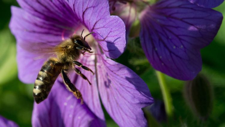 Die Bienen konnten in diesem Jahr erst spät mit der Ernte beginnen. Der Winter ist schuld.