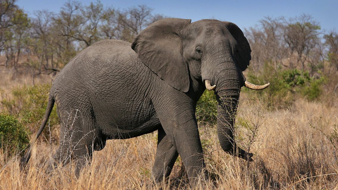 Elefant.jpg