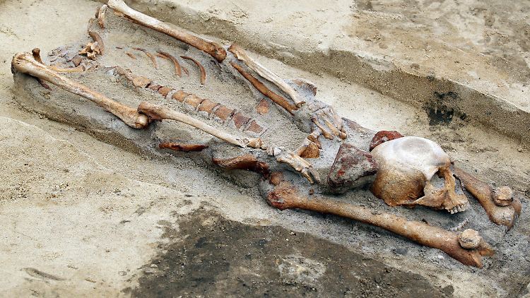 Der Kopf war zwischen den Beinen platziert worden. Ein weiterer Hinweis auf ein Vampirbegräbnis? Oder handelt es sich doch eher um Gehenkte?