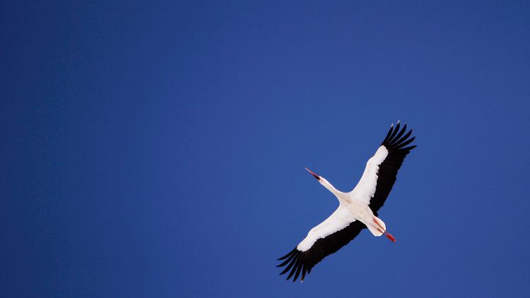 Ob royaler Nahwuchs auf dem Kohlfeld wächst oder vom Storch gebracht wird, kann man nicht so genau sagen. Fest steht: Das Kind ist da.