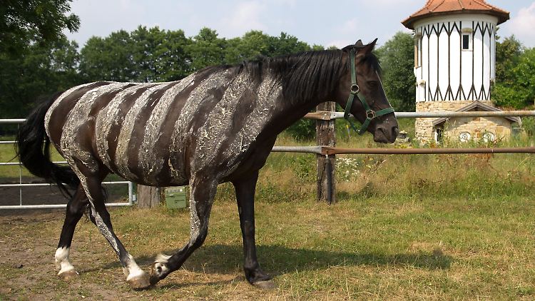 Das Muster soll gegen stechende Insekten helfen: Wallach mit aufgemalten Zebrastreifen aus einer Wasser-Mehl-Mischung auf einem Reiterhof in Niedersachsen.