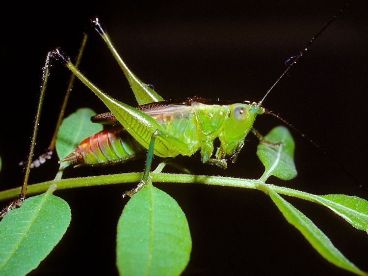 Heuschrecken hören mit dem Knie. Die Weibchen nehmen auf diese Weise die Gesänge der Männchen wahr - und fühlen sich angezogen.