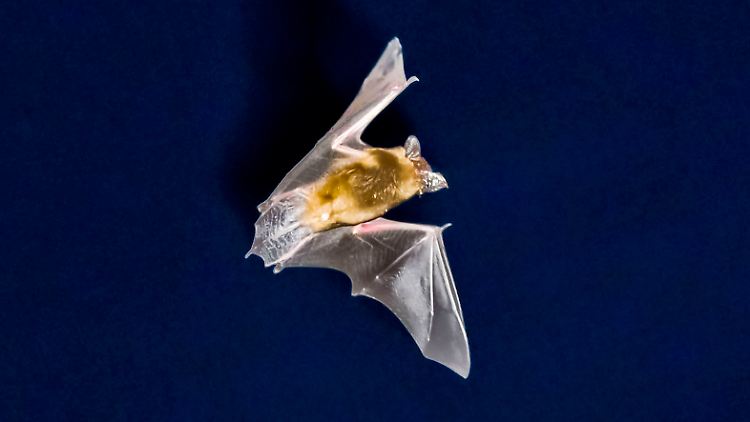 Es gibt Nachtfalter, die hören, wenn sie von einer Fledermaus angebrüllt werden.