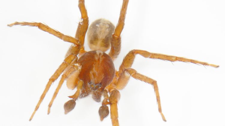 Frontalansicht der Spinne Ctenus monaghani.