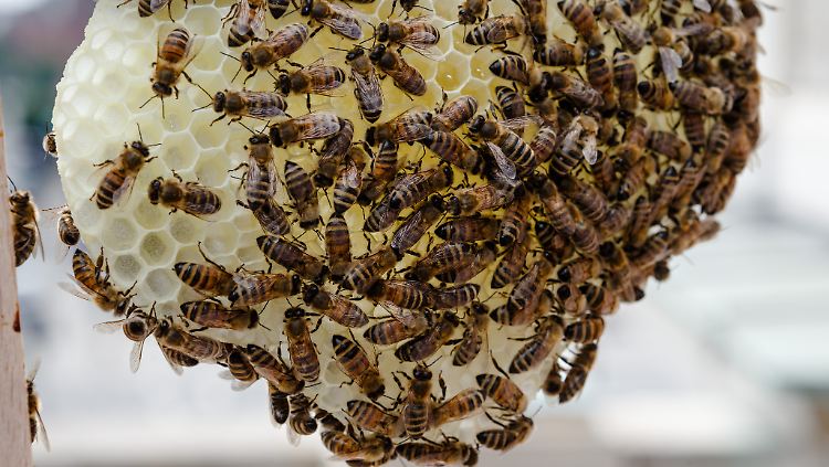 Stimmen die Bedingungen nicht mehr, müssen sich Bienenschwärme neue Nistplätze suchen.