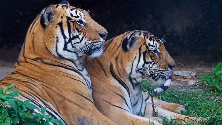 Die Indischen Tiger (auch Bengal-Tiger) mussten sich vor der Landnutzung der Menschen in immer kleinere, voneinander getrennte Waldflächen zurückziehen.