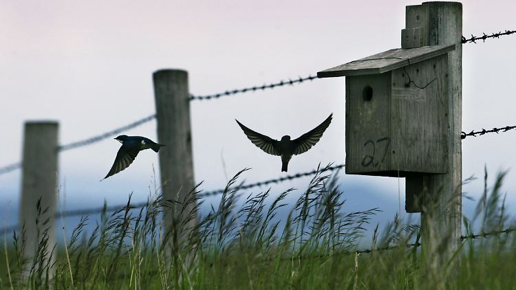 Ob es bewölkt ist oder nicht, ist zweitrangig. Auf das Flugverhalten der Schwalben hat es keinen direkten Einfluss.