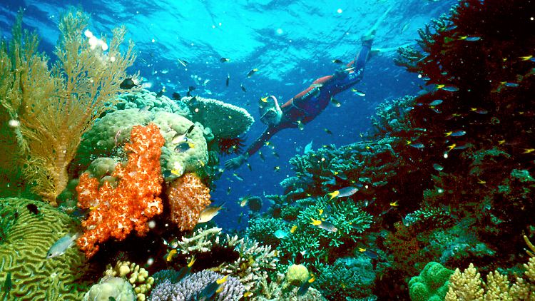 Das Great Barrier Reef erstreckt sich auf einer Länge von etwa 2300 Kilometern vor der Nordostküste Australiens