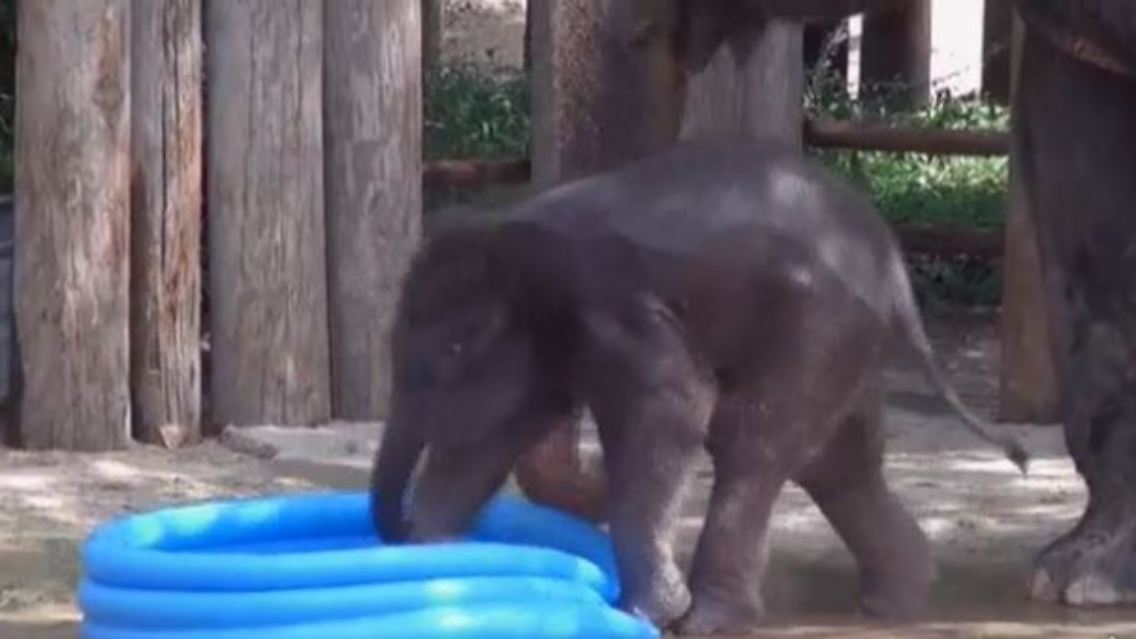 elefant.JPG