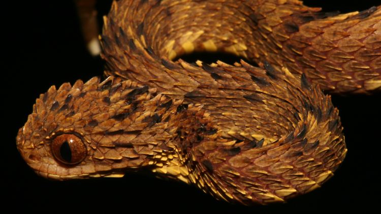 Haare hat sie nicht, aber borstig sieht sie aus: die westafrikanische haarige Buschviper, von der bislang erst zwei Exemplare entdeckt wurden.