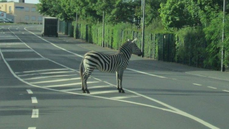 Für das entflohende Zebra hätte es sicher bessere Verstecke gegeben - zumindest bewies es mit seiner Wahl aber Humor.
