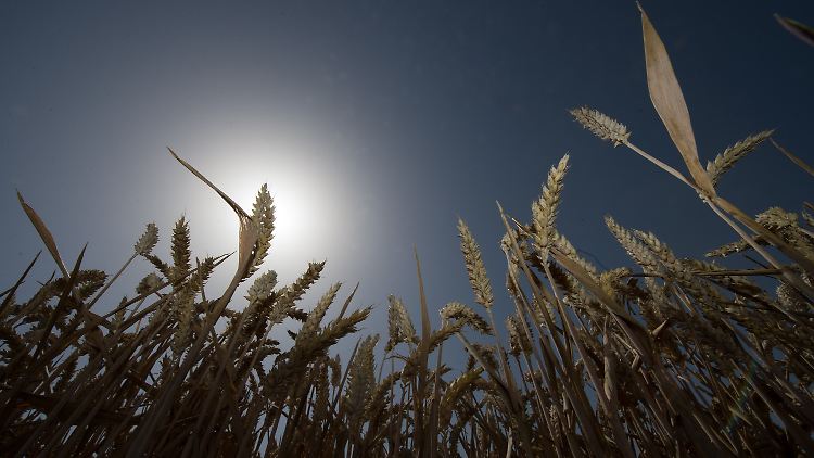 Sind die Rohstoffspekulationen mitverantwortlich für den Hunger in der Welt? Darüber will die Deutsche Bank diskutieren.
