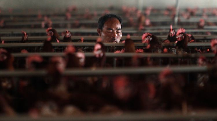 H7-Grippeviren verbreiten sich normalerweise unter Vögeln, die Untergruppe H7N9 war bis zum Ausbruch der Krankheiten in China nie beim Menschen festgestellt worden.