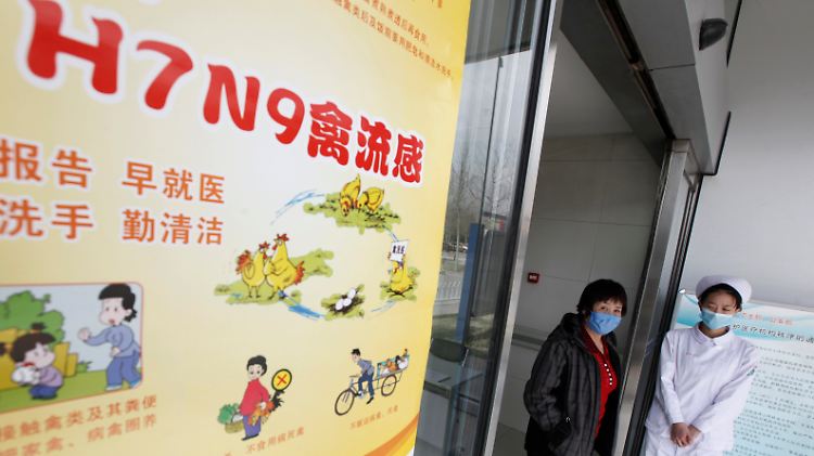 In China sollen sich Menschen untereinander mit dem tödlichen Vogelgrippe-Virus H7N9 angesteckt haben.