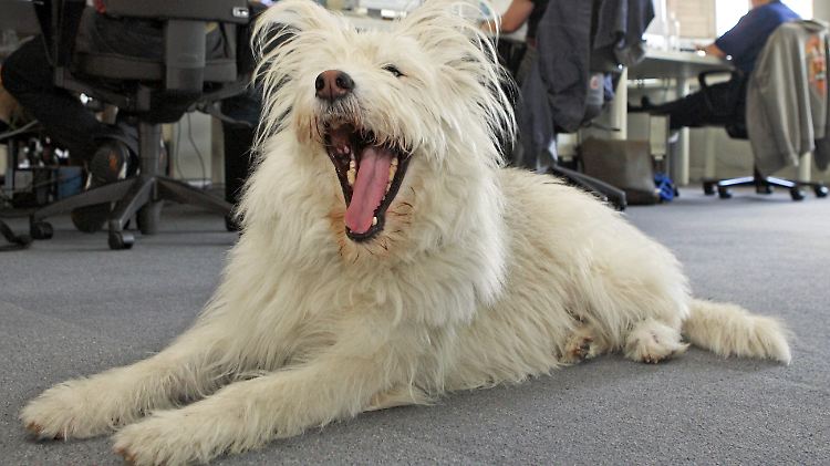 Ist dem Hundebesitzer im Büro langweilig, gähnt sein Hund aus Mitgefühl gleich mit.