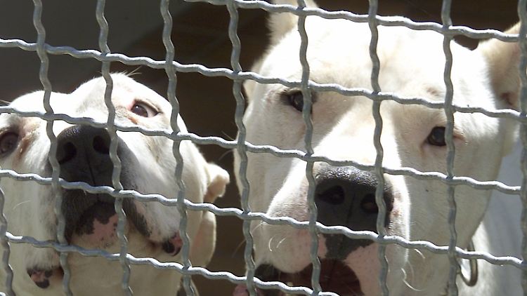 Fahrlässigen Kampfhund-Besitzern aus Großbritannien drohen empfindliche Strafen.