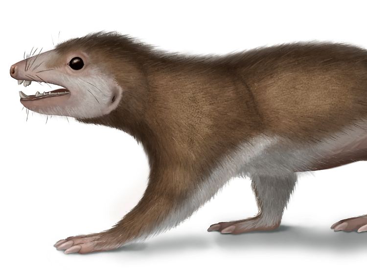 Megaconus mammaliaformis:Das Leichtgewicht hat wohl mit Giftdrüsen an den Hinterläufen seine Feinde abgewehrt.