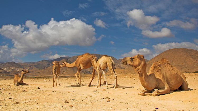 Dromedare sind im Oman und anderen Wüstenstaaten Nutztiere und kommen mit vielen Menschen in Kontakt.