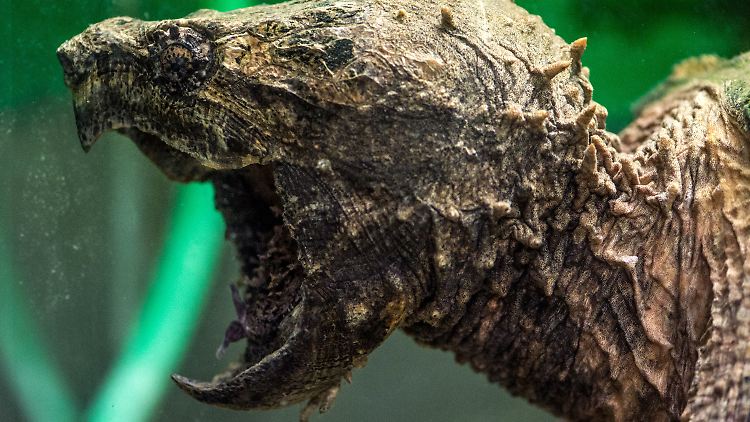 Noch ist unklar, ob es sich bei dem gesuchten Tier um eine Schnapp- oder um eine Geierschildkröte (wie hier auf dem Foto zu sehen) handelt.