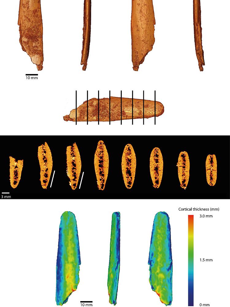 Virtuelle Rekonstruktion (oben) des am vollständigsten erhaltenen Lissoirs, Querschnitte des Knochens (Mitte) und farbkodiert die Knochendicke (unten), die an der Spitze abnimmt.