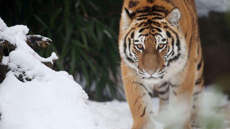 Wenn die schlechten Lebensumstände des Sibirischen Tigers nicht verbessert werden, gibt es die letzten Exemplare bald nur noch in Zoos.