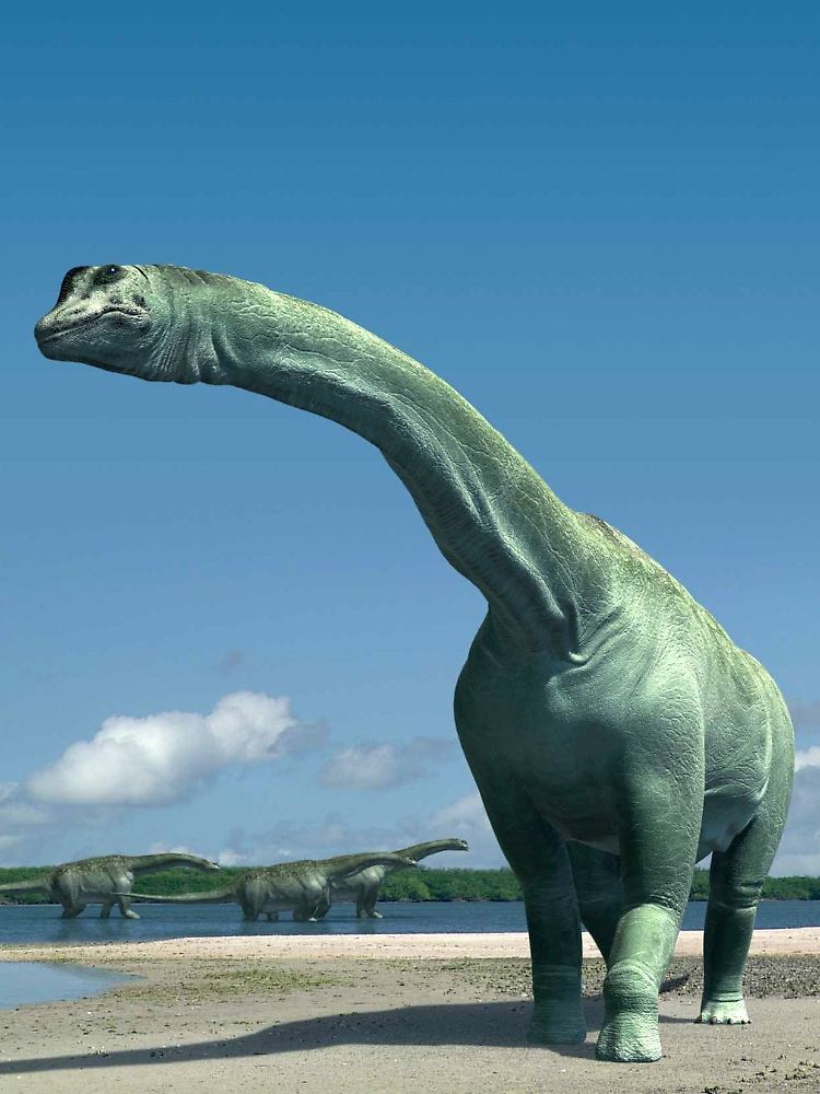 Computerbild eines Dinosauriers "Paralititan stromeri". Nach der Größe seiner Knochen zu urteilen, war er wohl der zweitgrößte pflanzenfressende Sauropod aller Zeiten.