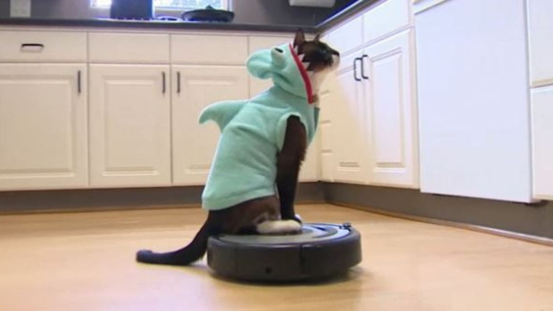 verrückter kater.JPG