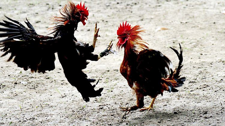Vorallem in Indien sind Hahnenkämpfe noch immer ein beliebter "Sport". In den USA sind sie illegal.