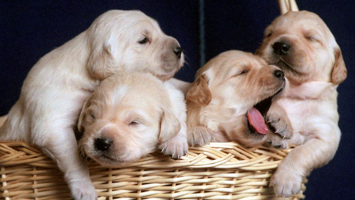 Hundebaby.jpg