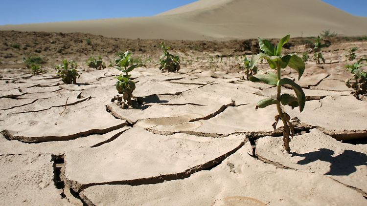 Verdorrte Ackerböden und ein brutaler Kampf um die verbleibenden Ressourcen in den trockenen Zonen der Welt: Für Experten der Vereinten Nationen ist dieses Schreckensszenario nicht unrealistisch.