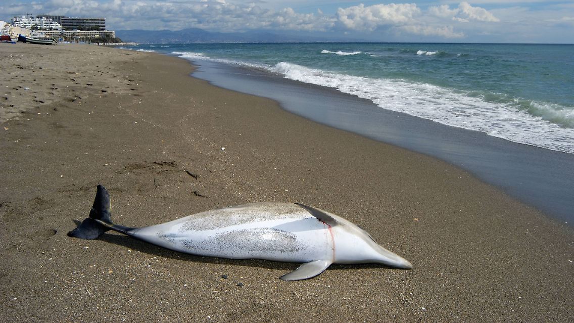 Delfin.jpg