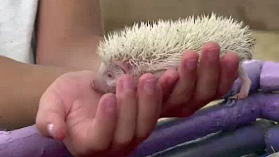 Albinoigel.jpg