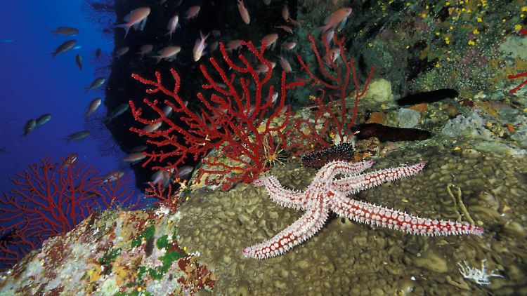 Meeresforscher und Artenschützer warnen vor vor einer Versauerung der Meere.