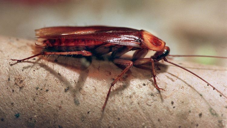 Mit 102 Kilo Schabeneiern startete der Chinese seine Kakerlaken-Zucht. 