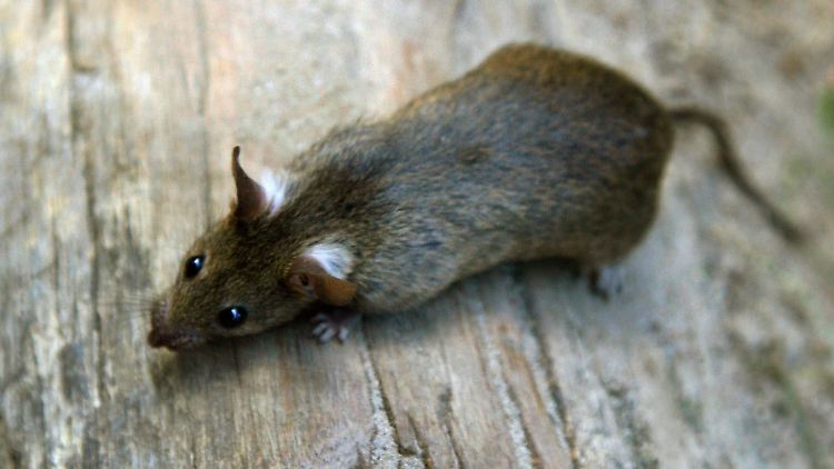 Auch die unschuldig wirkende Ratte kann den Beulenpest-Erreger auf neue Wirte übertragen.