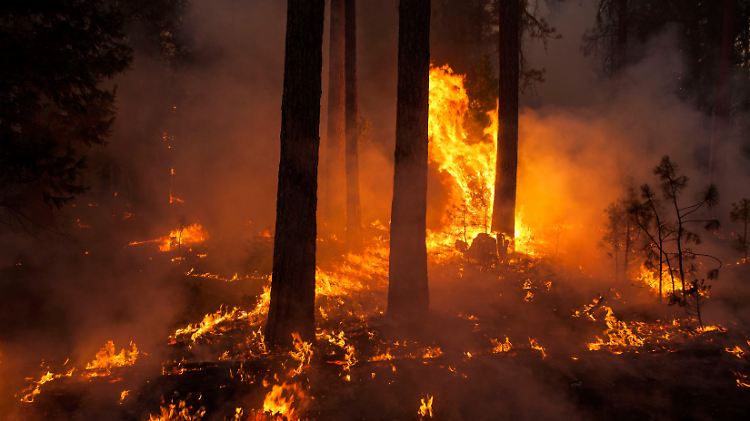 Der Wald brennt mittlerweile auf 600 Quadratkilometern. 